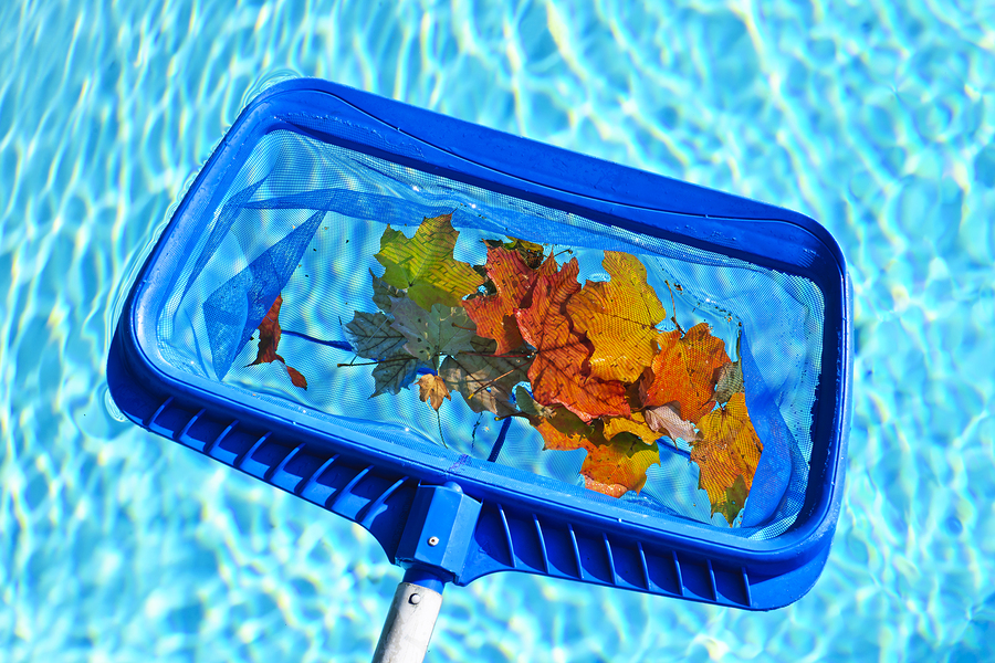 Skimming leaves off a swimming pool
