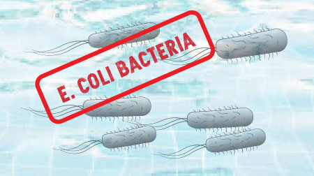 E. Coli Bacteria