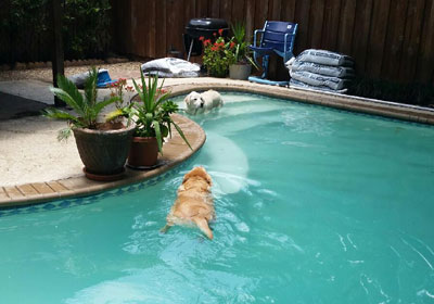 Dog swimming in pool