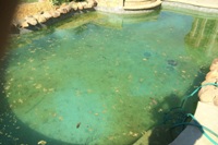Yuck Pool: A Case Study on a Neglected Pool | Sachse, Wylie and Murphy