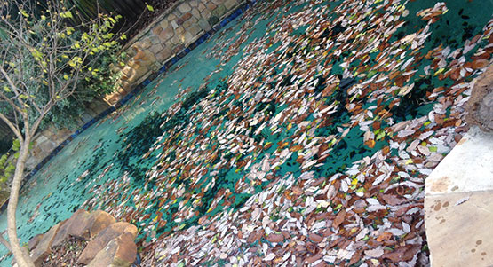 a before photo of a pool before winter pool maintenance filled with leaves and dirt