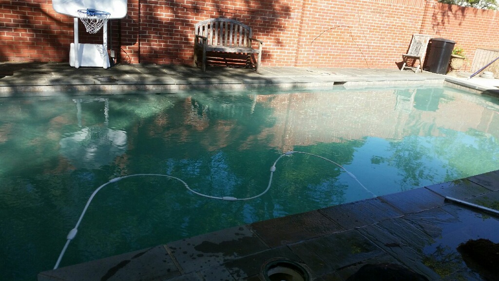 Pool trashed due to trees and dogs after