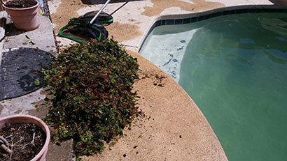 cleaning swimming pool by getting rid of all the leaves in it